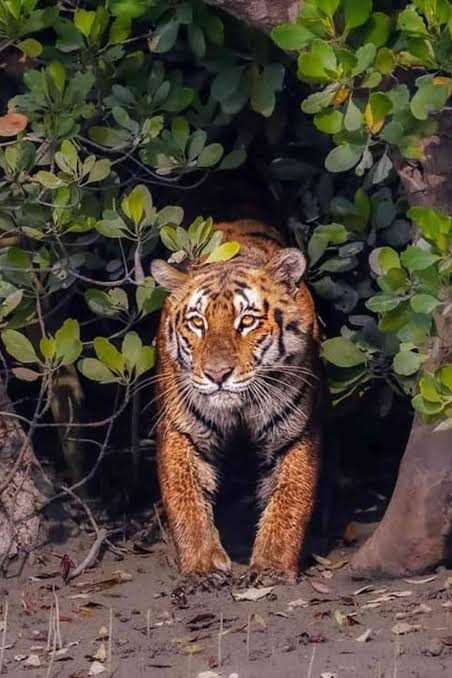 Sundarban